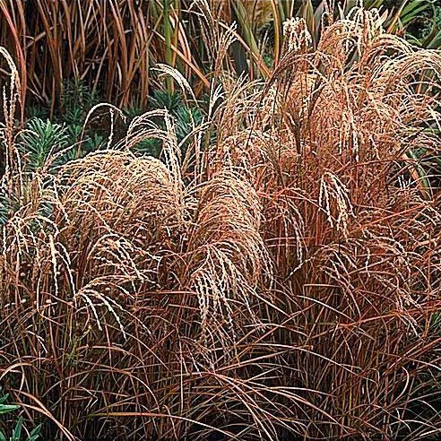 silver grass