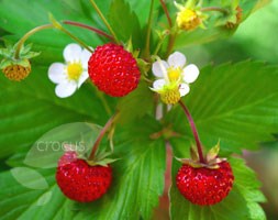 alpine strawberry