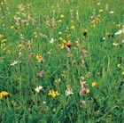 wildflower plug plant collection