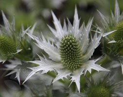 giant sea holly