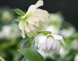 Lenten Rose hellebore