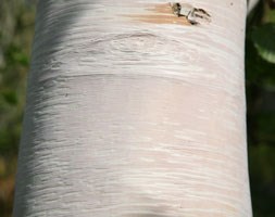 Ermin's birch