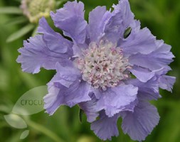 pincushion flower