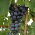 black hamburg grape (Hampton Court Palace)
