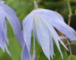 clematis (group 1)