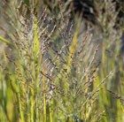 Blue switch grass
