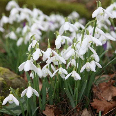 snowdrop - In The Green