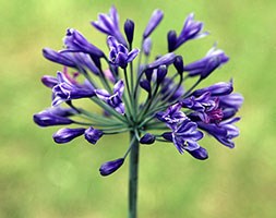 African lily