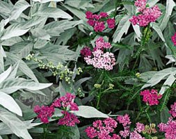 Western mugwort