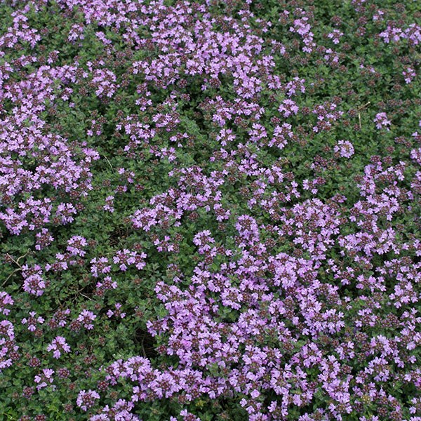woolly thyme