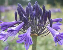 African lily