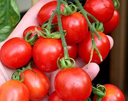 tomato