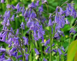 bluebell bulbs