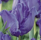 parrot tulip bulbs
