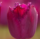 fringed tulip bulbs