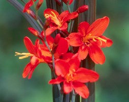 montbretia