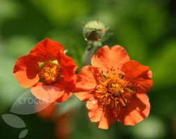 avens