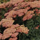 yarrow
