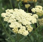 yarrow