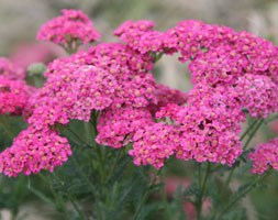 yarrow