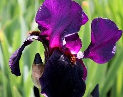 bearded iris