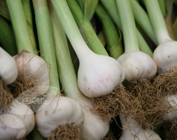 garlic (softneck) bulb