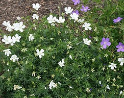 bloody cranesbill