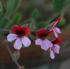 three species pelargoniums