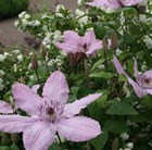 clematis (group 3)