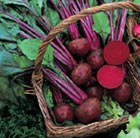 beetroot Boltardy