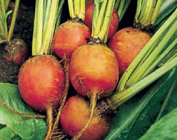 golden beetroot