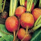 golden beetroot