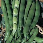 broad bean