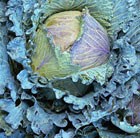 cabbage