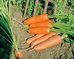 carrot