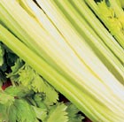 celery