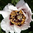 tree peony / tree paeony (syn Snowy Lotus)