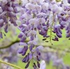 Chinese wisteria
