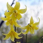 dog's tooth violet bulbs