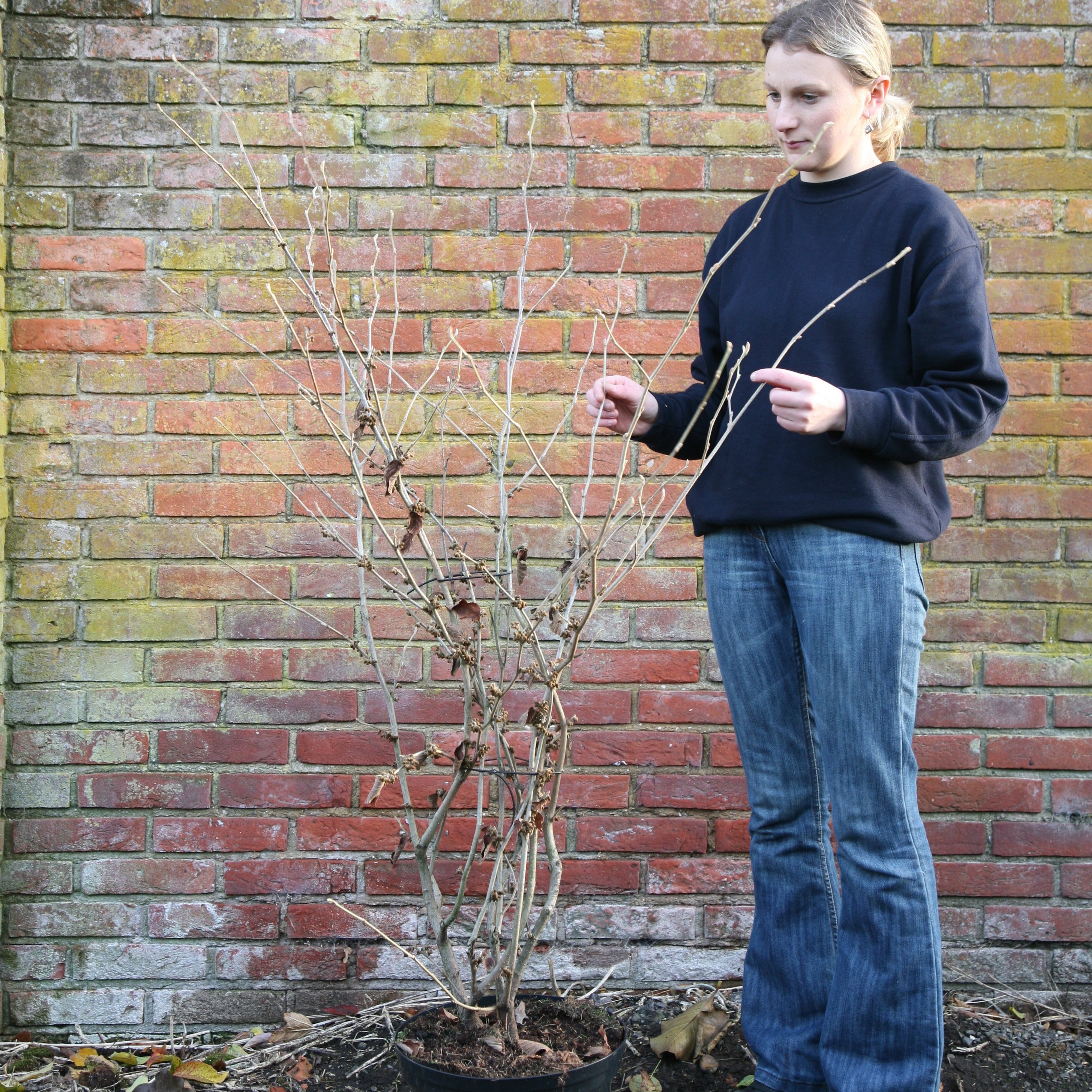 witch hazel