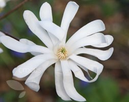 star magnolia