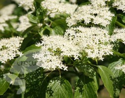 dogwood