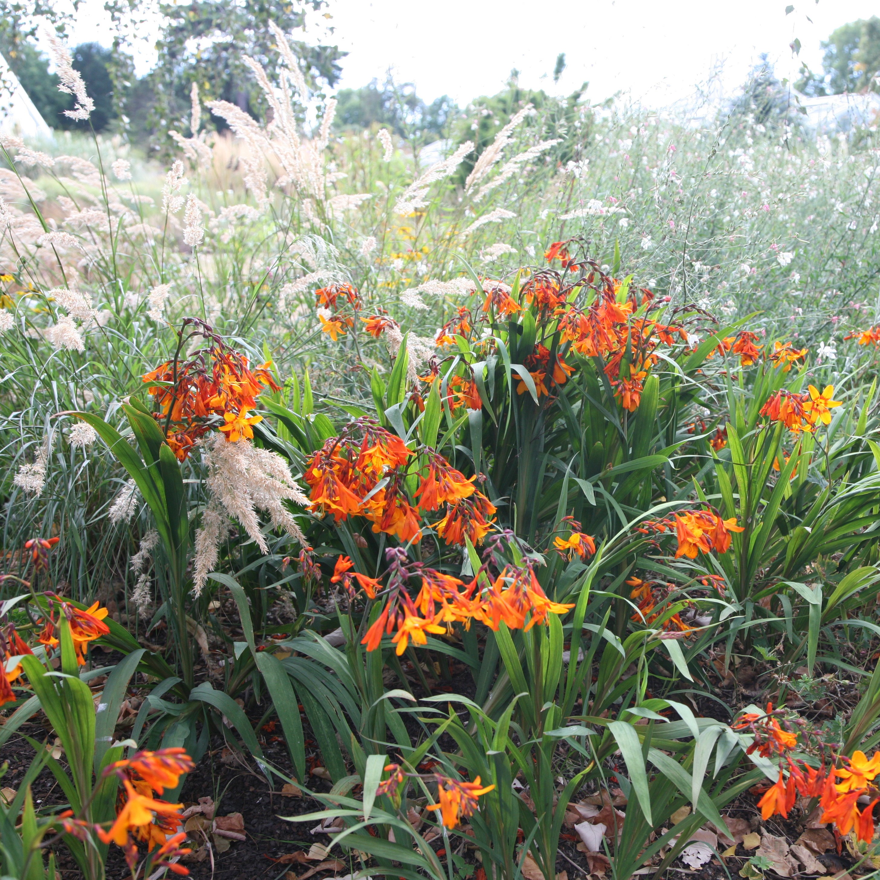 montbretia bulbs