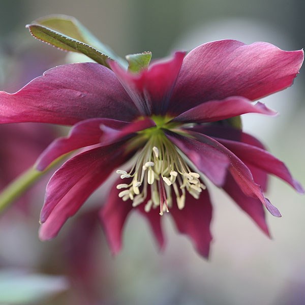 Lenten Rose hellebore