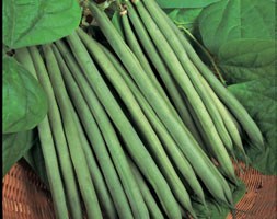 dwarf french bean