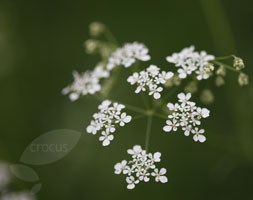 cow parsley