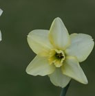 trumpet daffodil bulbs