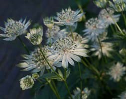 masterwort