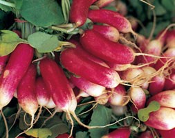 radish