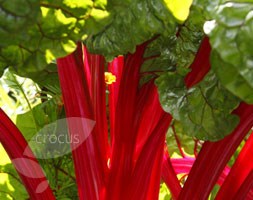 leaf beet